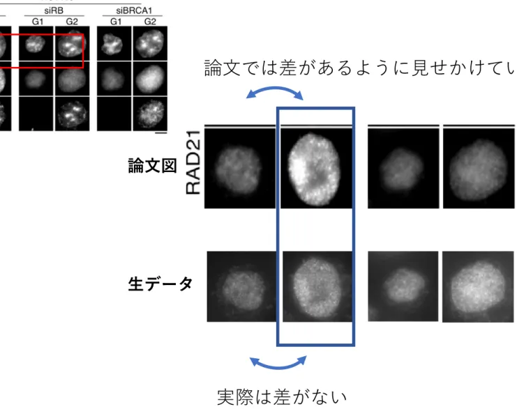 Figure S12 改ざん 生データ論文W-g FigS12B 実際のデータでは４つの画像のシグナルにほとんど差はみられないが極端なコントラスト調整に より差があるように改ざんしている（青枠内）論文図 実際は差がない 論文では差があるように見せかけている 18
