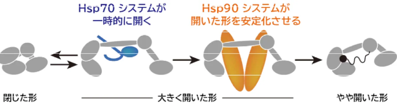 図 2：シャペロンのはたらき方  空のアルゴノートは閉じた状態ですが、前半ではたらく Hsp70 システムだけでは、アルゴノー トを一時的に開いた形にすることができるものの、すぐに閉じた形に戻ってしまいます。一方 で、後半ではたらく Hsp90 システムは一時的に開かれた形を安定化し持続させる機能があるこ とが分かりました。そして、この開いた形のアルゴノートは小さな RNA と複合体を作り、最 終的にはやや開いた形で落ち着きます。 