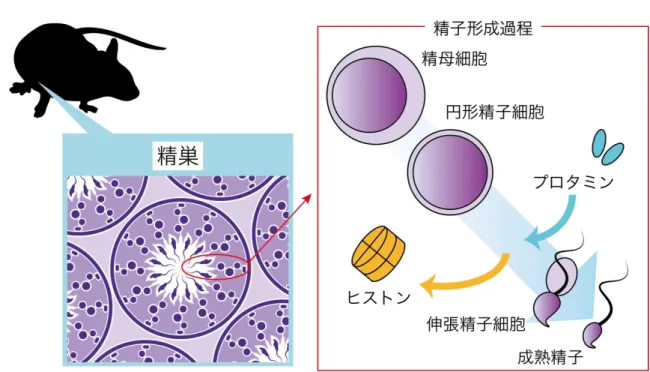 図 1：精子形成過程のイメージ図 