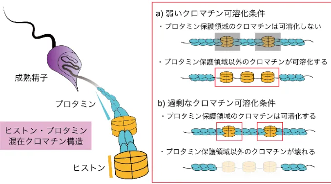 図 2：精子クロマチン可溶化の問題点  精子クロマチン構造は、ヒストンとプロタミンが混在した特殊な構造を取っています。また、 精子クロマチン構造は均一な構造ではなく、プロタミンによって極度に凝集している領域と、 プロタミンが疎な領域が混在していることが考えられています。このため、a)  弱いクロマチ ン可溶化条件では、プロタミン保護領域のクロマチンは可溶化せず、b)  過剰なクロマチン可 溶化条件では、プロタミンが疎な領域のクロマチンが破壊されてしまうため、精子クロマチン を全体的に漏れなく可溶化し、実験に