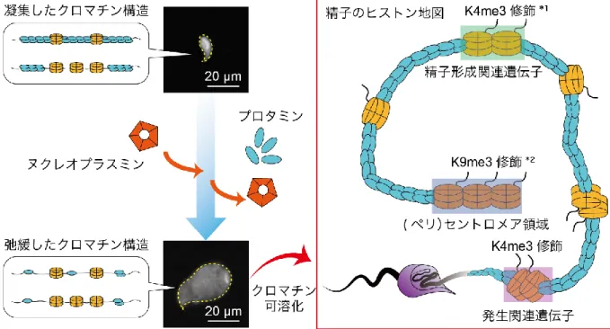 図 3：ヌクレオプラスミンを用いた精子のヒストン地図の作成  写真は精子核の形状を示しており、黄色破線は精子核の縁を表しています。ヌクレオプラスミ ン処理前の精子核はプロタミンによって高度に凝集していますが、ヌクレオプラスミン処理を 行うことによって、プロタミンが精子クロマチンから除去され、精子核が数倍に膨化すること が観察されました。このヌクレオプラスミン処理精子を用いてクロマチンを均一に可溶化し、 精子のヒストン地図の作成をしたところ、精子ヒストンはゲノム全体にわたって散在し、相対 的には非遺伝子領域に