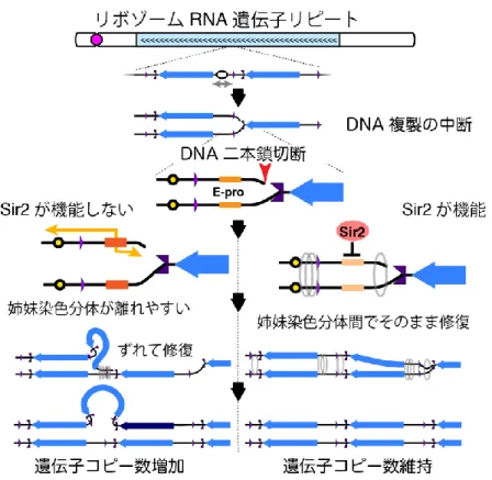 図 1.  リボゾーム RNA 遺伝子増幅機構。DNA 複製が中断される場所でしばしば生じる DNA の二本鎖切断の修復を利用して遺伝子増幅が行われる。Sir2 が機能せず、姉妹染色分体が離れ やすい状態で二本鎖 DNA 切断が生じると（図左）、同一遺伝子が連なったリピートでは、ず れた位置の同一配列を鋳型にした修復が行われ、同じコピーを２度複製することでコピー数の 増加が起こる。  図 2