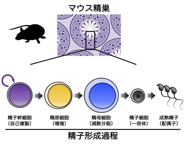 図 1  マウス精子形成過程 