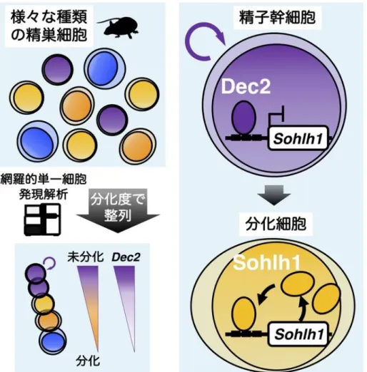 図 2  単一細胞 RNA シークエンシング法による生殖細胞の性質の解析と Dec2 遺伝子による精子幹細胞の維持メ カニズム 