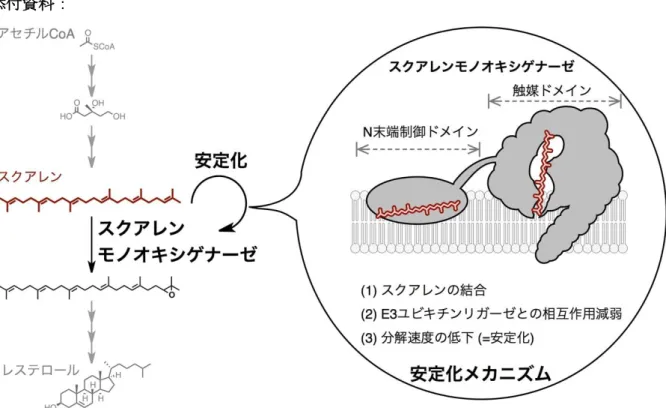 図 1:  コレステロール合成経路上の酵素スクアレンモノオキシゲナーゼは、基質となるスクア レンを N 末端制御ドメインで感知し、安定化される。安定化により酵素タンパク質の量を増や すことで、スクアレンを代謝する能力を上げ、コレステロール合成経路の恒常性を保つのに寄 与すると考えられる。 