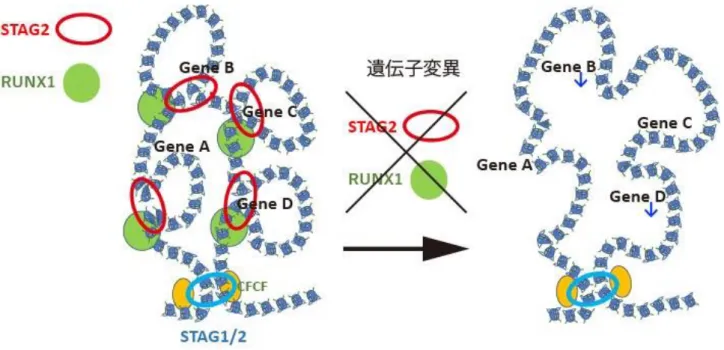 図 3： STAG2 / RUNX1 変異による染色体ループ破綻および特定の遺伝子発現低下の模式図  ３．波及効果、今後の予定  近年のゲノム解析技術の向上により、白血病を含めたがんで多数の遺伝子変異が同定されました。一方で、 これらの遺伝子変異がどのように発がんにつながるか、依然として不明の点が多く残されています。今回の研 究成果は、白血病の 10-20%と高頻度に認められるコヒーシン遺伝子変異の役割を詳細に解明し、染色体 3 次 元構造の異常が白血病発症に重要であろうという驚きの結果となりました。更に、