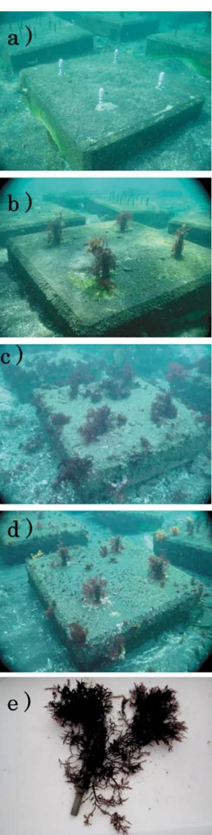 Fig. 4 Temporal change of the experimental substrate of mortar blocks.