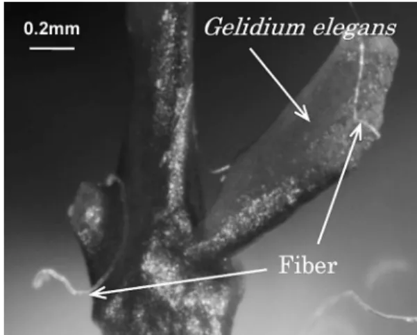 Fig. 7 Photograph of the attachment between ˆber twines and branches of Gelidium elegans.