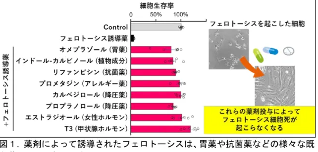 図 2.  急性腎障害や肝障害を誘発したマウスにかぜ薬の成分であるプロメタジ ンを投与すると臓器の障害が抑えられた。 