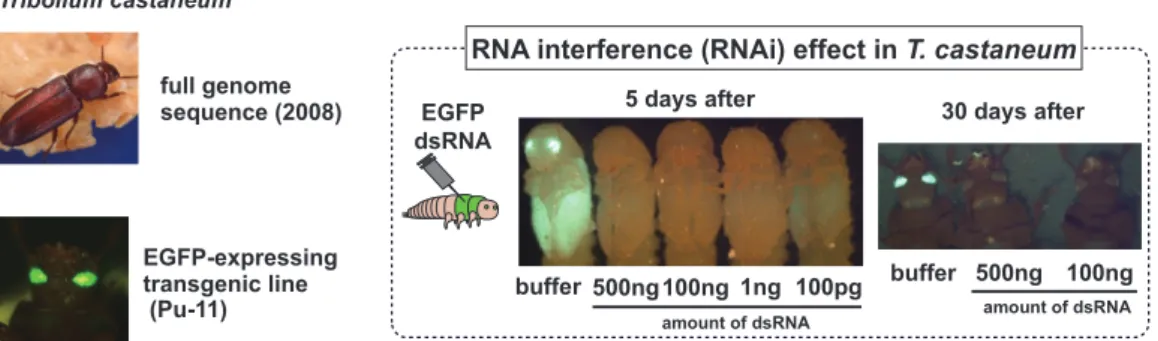 Figure 1. Tribolium castaneum exhibits a robust systemic RNA interference response.