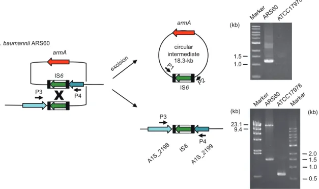 Fig. 2. Detection of circular intermediate carrying the armA gene and the site following excision.