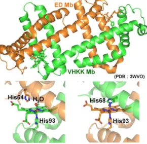 Figure 5    ED Mb と VHKK Mb のヘテロ 2 量体。