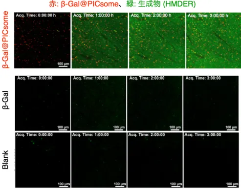Fig. 4 IVRT-CLSM β-Gal@PICsome HMDER-βGAL