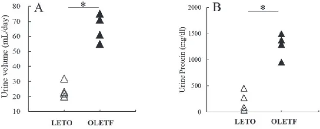 Fig. 1 は、1 日尿量と尿中蛋白濃度を示す。1 日尿量及び尿中蛋白濃度ともに、OLETF 群は LETO 群