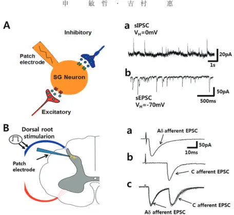 Fig. 2 Schematic representation of the patch clamp recording in substantia gelatinosa (SG) neurons of the spinal dorsal horn