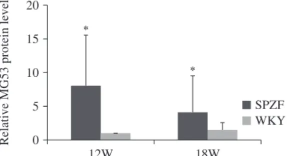 Fig 4.  MG53 protein expression in skeletal muscle  of SPZF at 12 （12w）  and 18 （18w）  weeks of age