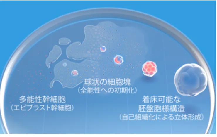 図  多能性幹細胞を培養し、立体的な胚盤胞の分化を再現する 