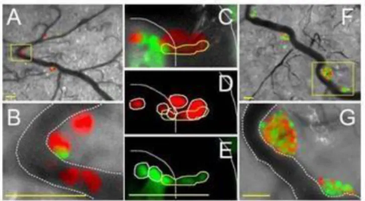 図 1-3 ヌードマウスでの腫瘍細胞の浸潤、転移と細胞周期 31)    A-B: 血管内壁に留まり浸潤、転移の段階に入った細胞    C-E: 細胞が血管壁を通り抜ける浸潤、転移の瞬間    F-G: 転移先で活発に増殖する細胞  ついで Fucci を恒常的に発現するトランスジェニックマウスが作製された。13 日目の胎 仔の頭部では、増殖が盛んな部分、例えば脳原基の脳室側、つまり神経前駆細胞がひしめく 部分では、細胞の増殖が盛んなため、緑色と赤色の蛍光が混在していた。一方、増殖が終了 した部分、例えば脳