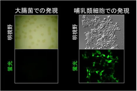 図 1-11  UnaG 遺伝子を導入した大腸菌および哺乳類細胞(HeLa 細胞)の蛍光画像 62)  UnaG 遺伝子を導入された大腸菌のコロニーは光っていないが、HeLa 細胞は緑色に光っている。  図 1-12  大腸菌で作らせたアポ UnaG とビリルビンとの混合実験 63) 混合の瞬間に緑色蛍光が発色する。アポ UnaG により直接的なビリルビンの蛍光検出が可能になる。  ホロ UnaG の結晶構造解析が行なわれ、1.2 オングストロームの分解能でその構造が決定 され、ビリルビン分子が UnaG 
