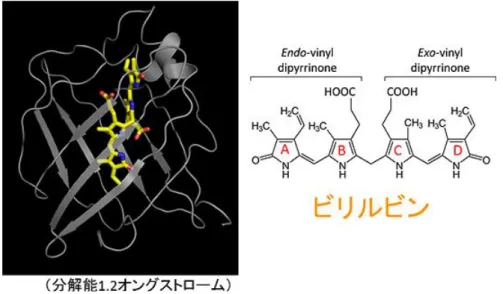 図 1-13  ホロ UnaG の結晶構造とビリルビン分子構造 65) UnaG タンパク質部分を灰色リボンで、ビリルビンをボール＆スティック(炭素原子が黄 色、酸素原子が赤色、窒素原子が青色)で表す。ビリルビンは UnaG タンパク質が作るポケ ットの中に、奥から(図では下から)D 環、C 環、 B 環、A 環の順にはまり込んでいる。 A 環 と B 環、 C 環と D 環がそれぞれ同一平面上に配置されている。ビリルビンは B 環と C 環の 間で大きくねじれている。  ビリルビンは赤血球に含まれる酸素運