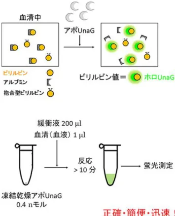 図 1-14  アポ UnaG を使って開発したビリルビン定量法 66) アポ UnaG はアルブミンよりも 1,000 倍ほど強くビリルビンに結合する。しかもホ ロ UnaG が強い緑色蛍光を発するので、直接的なビリルビン検出が可能となる。アポ UnaG の凍結乾燥品が入ったチューブに緩衝液と極少量のサンプルを加えて蛍光を 測るだけでビリルビンの定量ができる。  本研究によりウナギが光る仕組みが解明され、人類初のビリルビンセンサーが開発され たと理研からプレスリリースがあり 67) 、それを受け「黄疸検査