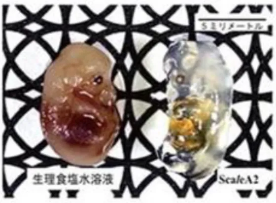 図 1-20  Sca l eA2 試薬による組織の透明化 81) 左図：ホルマリン固定後生理食塩水溶液に浸したマウス胎児  右図：ホルマリン固定後 Sca l eA2 試薬に浸したマウス胎児  図 1-21  二光子励起顕微鏡で撮影した透明化したマウスの脳の内部 82)  左図：YFP で蛍光標識した形質転換マウス(YFP-H マウス)をホルマリン固定し、その全 脳を作動距離 4mm の対物レンズで観察。  右図：脳表面から大脳皮質、白質、海馬 CA1、歯状回まで高精密に確認。  神経細胞を蛍光タンパク質