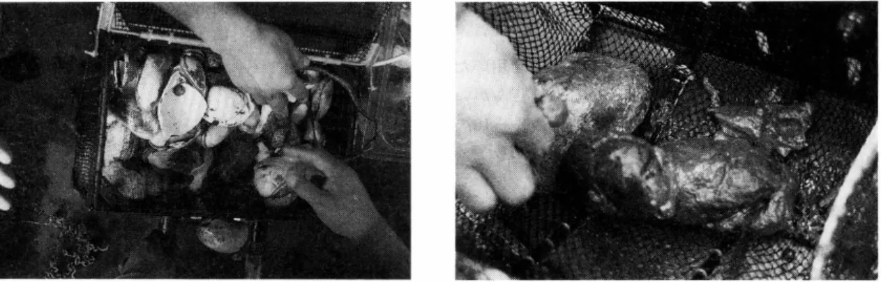 Fig.  19.  Samples  colle cte d by the  manipulator. 