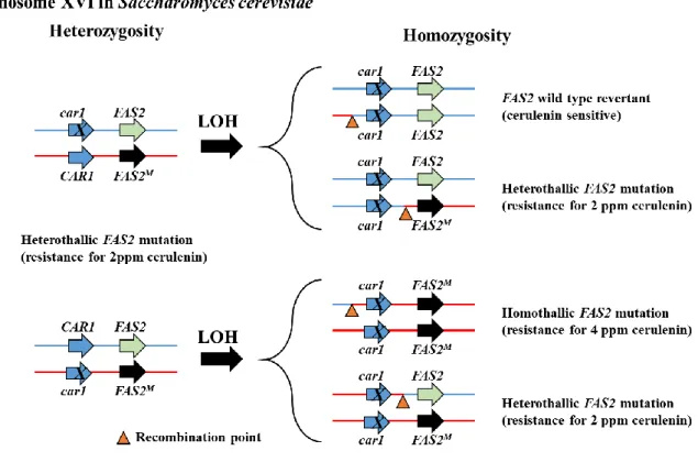 Figure 1 A predicted model for the loss of heterozygosity (LOH) in car1 mutants containing heterozygous FAS2 mutation