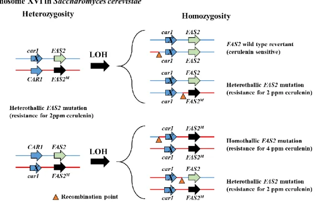 Figure 1 A predicted model for the loss of heterozygosity (LOH) in car1 mutants containing heterozygous FAS2 mutation