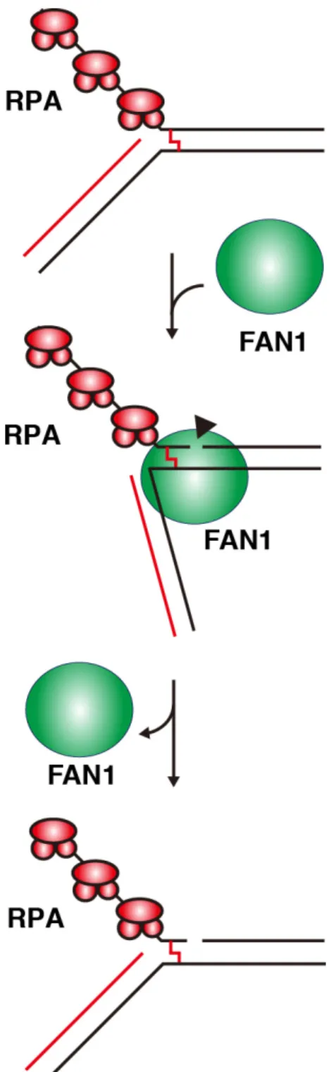 図 9.  停止した複製フォークにおける FAN1 の DNA 切断モデル