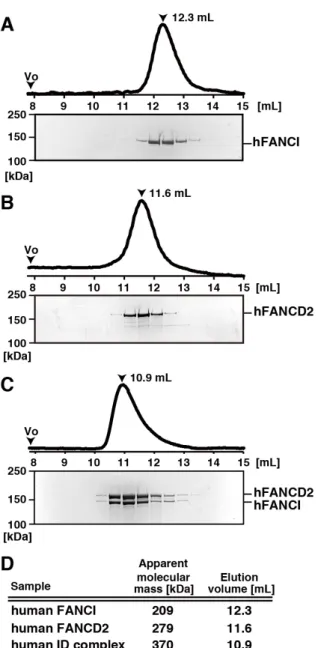 図 12. hFANCI、hFANCD2 及び hID 複合体のゲル濾過解析 