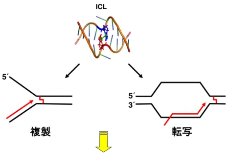 図 1. DNA 鎖間架橋(ICL) 