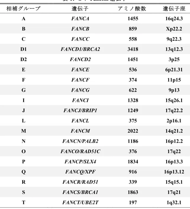 表 1 .  ヒト Fanconi 遺伝子 相補グループ       遺伝子         アミノ酸数           遺伝子座   A  FANCA      1455    16q24.3  B      FANCB      859    Xp22.2  C  FANCC  558  9q22.3  D1      FANCD1/BRCA2      3418    13q12.3  D2  FANCD2  1451  3p25  E      FANCE      536    6p21.31