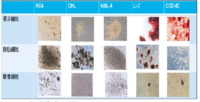 図 .39  細胞染色の様子 （２）分化誘導実験 ( 図 .31 ～ 35)    ①Li-7 の脂肪細胞への分化は成功したが,CCD-IC の脂肪 細胞への分化は失敗したことから , 細胞によって分化す る細胞の種類は違うと確認した