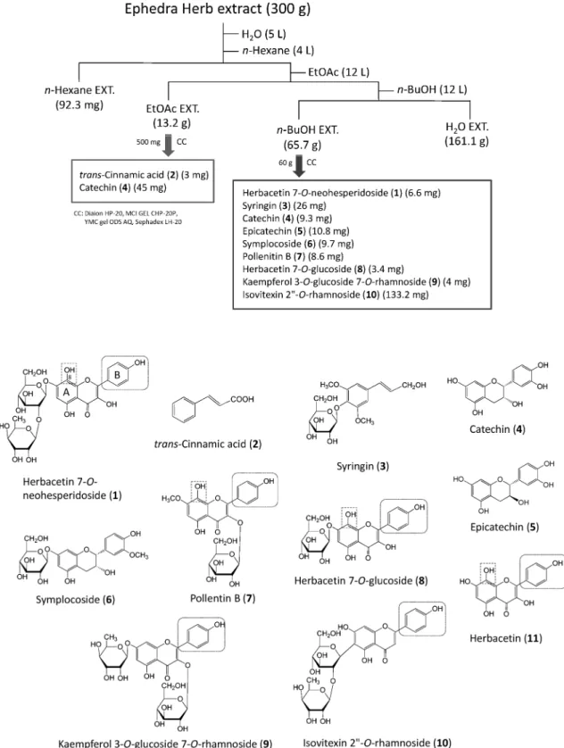 Fig. 2. Isolation Procedure from Ephedra Herb Extract and Chemical Structures of Compounds 1 11