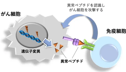 図 1 ．がん細胞を免疫細胞が認識するメカニズム