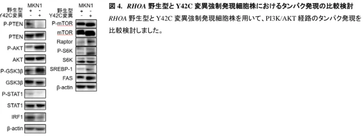 図 4.  RHOA 野生型と Y42C 変異強制発現細胞株におけるタンパク発現の比較検討 RHOA 野生型と Y42C 変異強制発現細胞株を用いて、PI3K/AKT 経路のタンパク発現を 比較検討しました。