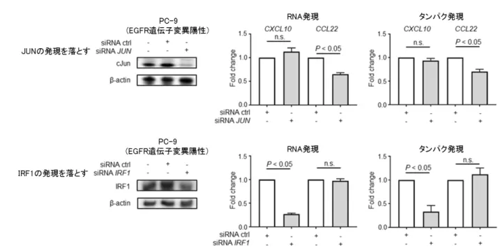 図 6.  肺がん細胞株を用いた JUN / IRF1 ノックアウト時の CXCL10 / CCL22 の発現変化の検討 肺がん細胞株（ EGFR 遺伝子変異陽性株）を用い、 JUN や IRF1 の発現をノックアウト（ si-JUN や  si-IRF1 といった分子を用いて JUN や IRF1 の発現を落とす）し、 CXCL10 や CCL22 の発現の変化を検討し ました。 以上の結果を踏まえ、 EGFR シグナルを阻害した状態で抗 PD-1 抗体といったがん免疫療法を 実施すると抗腫瘍効果が高まる