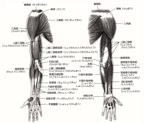 図 2 右上肢の筋骨格 [23]