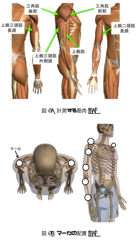 図 12 計測する筋肉 [32]