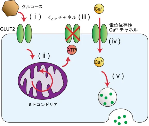 図 1-3.  膵細胞におけるインスリン分泌制御機構 