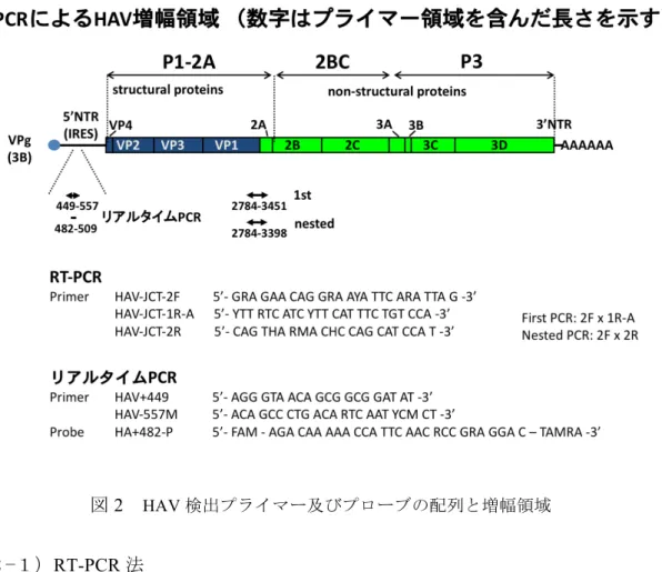 図 2   HAV 検出プライマー及びプローブの配列と増幅領域 （２−１）RT-PCR 法  (1)  器材および試薬等    1)  遠心分離器    2)  ボルテックスミキサー    3)  マイクロピペット    4)  フィルター付きマイクロピペットチップ    5)  マイクロチューブ  6)  RNA 抽出キット  7)  純エタノール    8)  低速遠心機  9)  遺伝子増幅装置    10)  逆転写酵素  11)  DNA ポリメラーゼ    12)  アガロースゲル電気泳動装置 