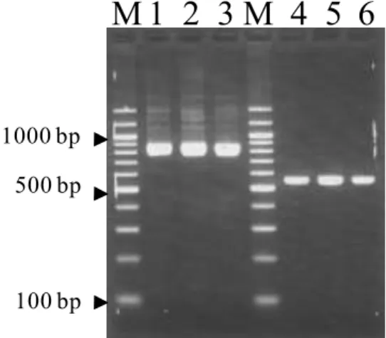 図 3 ：SSUrDNA と COWP の PCR 電 気 泳 動 像 。 SSUrDNA で は 約 840-bp （ A）、