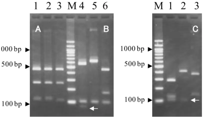 表 C. parvum 、 C. hominis 、 C. meleagridis の PCR-RFLP パターン