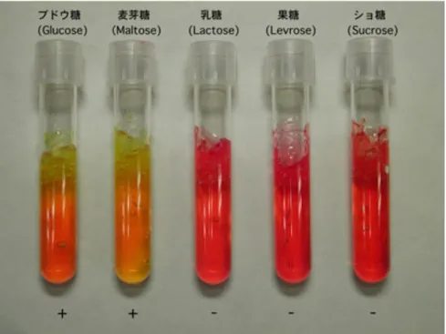 図 8  髄膜炎菌の CTA 培地での糖分解の結果 