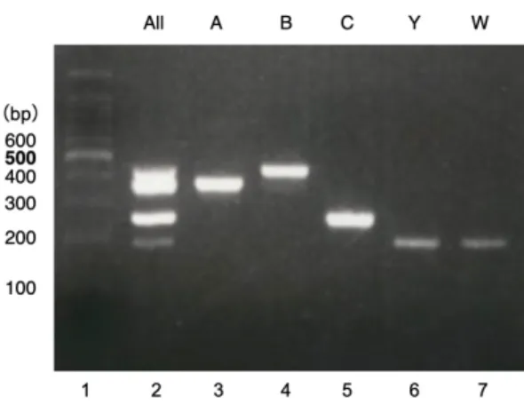 図 2  Multipelx PCR による髄膜炎菌の血清群同定例 