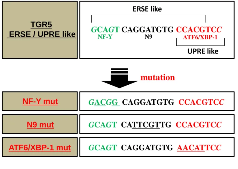 Fig. 3-4 ERSE/UPRE様配列への変異導入