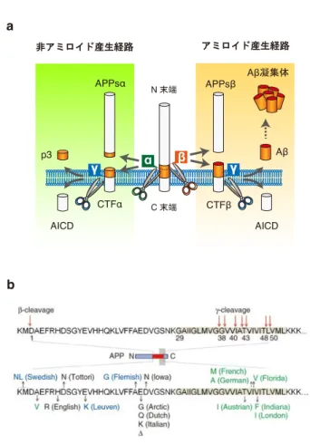 図 1-2  古典的アミロイド前駆蛋白質(APP)代謝経路と APP 変異 
