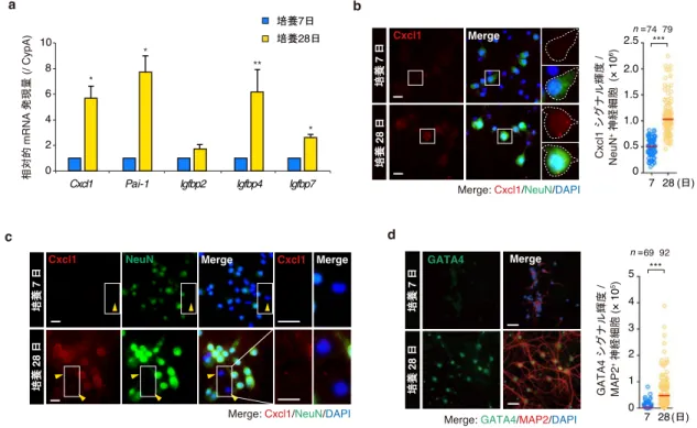 図 3-3.  長期培養海馬神経細胞は老化関連分泌形質(SASP)を示す 