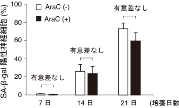 図 3-6.  長期培養で誘導される細胞老化表現型は AraC 処理の有無によらない 培養 3 日目から 24 時間 5 μM AraC を処理または未処理の海馬神経細胞(それぞれ、黒および白の棒グラ フで示す）において、 SA-β-gal 陽性神経細胞数の測定を培養 7 日、 14 日、ならびに 21 日目に行った。 AraC 処理の有無によらず、 SA-β-gal 陽性神経細胞は培養経過日数依存的に同程度に観察された。 3-3-2  活性酸素種が長期培養誘導性の神経細胞老化に及ぼす影響の検討     ミ